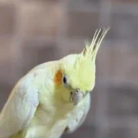 عروس هلندی پاریس گرینچیک مرغ عشق ملنگو|پرنده|شاهین‌شهر, فردوسی|دیوار