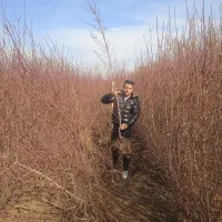 پسته پیوندی