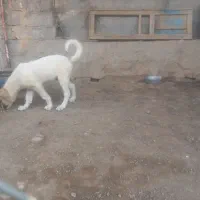 چوچوح|سگ|تهران, مخصوص|دیوار
