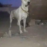 سگ نگهبان توله|سگ|تاکستان, |دیوار