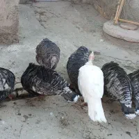 بوقلمودونهیکملیونهرکیخواستزنگبزنه|حیوانات مزرعه|شیروان (لرستان), |دیوار