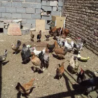 خروس مرغ بومی و گلین|حیوانات مزرعه|اصفهان, شهرستان|دیوار