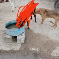 توله عراقی دورگه