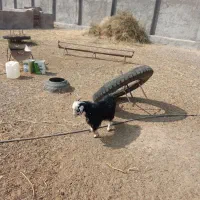 بزغاله|حیوانات مزرعه|گزیک, |دیوار