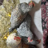 جوجه خروس پلیموت دوماهه