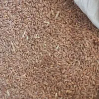 گندم آفتاب|خوردنی و آشامیدنی|سرپل ذهاب, |دیوار