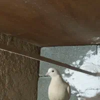 کفتر پرشی ماده سفید