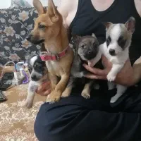 سگ شیواوا|سگ|کرمانشاه, |دیوار