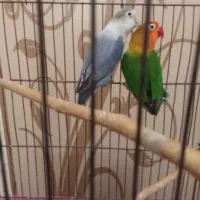 یک جفت طوطی برزیلی . فروش و معاوضه