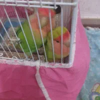 طوطی برزیلی