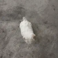 واگذاری سگ|سگ|آباده, |دیوار