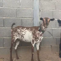 بز سلاله آبستن دوقلوزا ، ( شکم دوم )