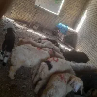 بره|حیوانات مزرعه|بهبهان, |دیوار