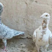 کبوتر جفتگاه