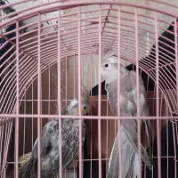 عروس هلندی|پرنده|گنبد کاووس, |دیوار