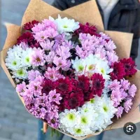 پخش عمده داوودی و رز هلندی و آلستر|گل و گیاه طبیعی|مشهد, نیروی هوایی|دیوار