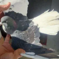 کفتر|پرنده|شیراز, کوشک میدان|دیوار