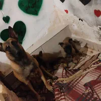 دوعددتوله مالینیوز