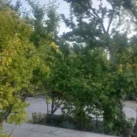 باغچه چهاردیواری زیرقیمت منطقه