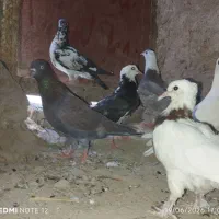 تعدادی کبوتر