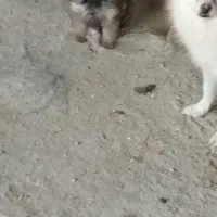 واگذاری پامر