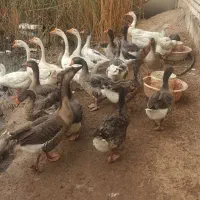 غاز تخمگذار|حیوانات مزرعه|آبادان, |دیوار