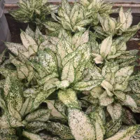 اکلونما برفی|گل و گیاه طبیعی|مشهد, نیروی هوایی|دیوار