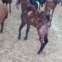 بزغاله نر|حیوانات مزرعه|کوهدشت, |دیوار