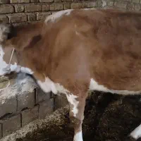 گوساله ماده آبستن