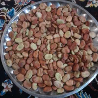 فروش باقالا