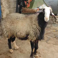 قوچ|حیوانات مزرعه|دالاهو, |دیوار