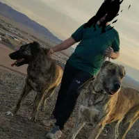 سگگله|سگ|قم, قلعه صدری|دیوار