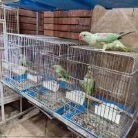 فروش شاهطوطی 5 ماهه تا 2 ساله