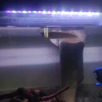 اکواریوم با ماهی|ماهی|شیراز, شاپورجان|دیوار