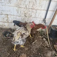 دوعدد خروس ویک عددمرغ خونگی سالم|حیوانات مزرعه|قم, چهار امامزاده|دیوار