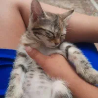 بچه گربه