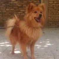 واگذاری پامرین روباهی،،قورچه کلکسیونی،گلین معاوضه