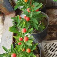 سانسوریا برگ انجیری لیراتا پتوس بگونیا ورنا