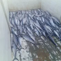 شرکت ماهی جزیره