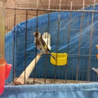 قناری و سهره نر|پرنده|قزوین, |دیوار