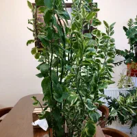 فروش گل آپارتمانی|گل و گیاه طبیعی|تهران, حشمتیه|دیوار