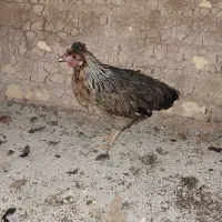 مرغ عربی تخم گذار|حیوانات مزرعه|خرمشهر, |دیوار