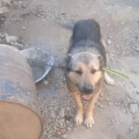 فروش سگ|سگ|خواجه, |دیوار