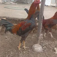 لاری|گلیم، جاجیم، گبه|هریس, |دیوار