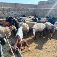 میش وبره ابستن|حیوانات مزرعه|جوادآباد, |دیوار