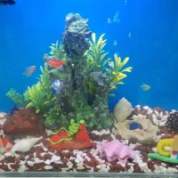 آکواریوم ولوازم وماهی|ماهی|قم, حاج زینل|دیوار