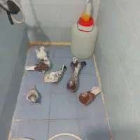 ۷عدد کبوتر پرشی ساعت بالا  هر ۱ جفت ۵۰۰ تومن|پرنده|پرند, فاز ۶|دیوار
