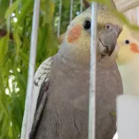 عروس هلندی نر و ماده