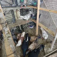 کفتر شهرستانی|پرنده|مشکین‌دشت, |دیوار