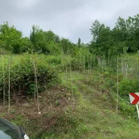 زمین درجه یک ویو ابدی مناسب ویلا باغ|فروش زمین و ملک کلنگی|املش, |دیوار